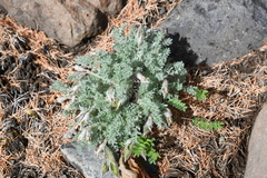 Oxytropis putoranica