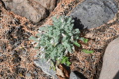Oxytropis putoranica