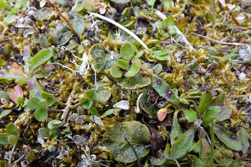 Mazus arenarius, photograph 4