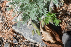 Oxytropis putoranica