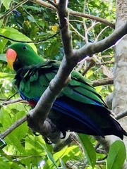 Eclectus roratus