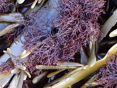 Vertebrata lanosa