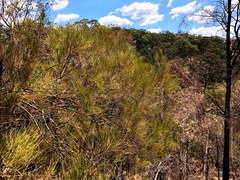 Allocasuarina inophloia
