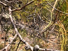 Allocasuarina inophloia
