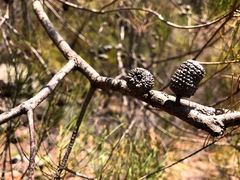 Allocasuarina inophloia