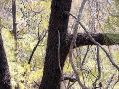 Allocasuarina inophloia