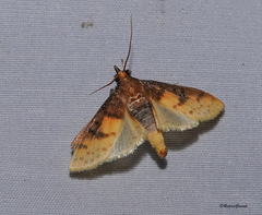Pachynoa sabelialis