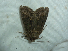 Dryobotodes tenebrosa