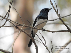 Myiagra cyanoleuca