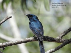 Myiagra cyanoleuca