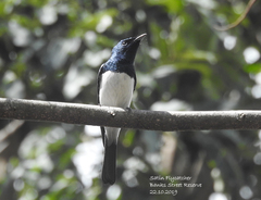 Myiagra cyanoleuca