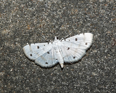 Pycnarmon