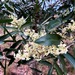 Atalaya salicifolia - Photo 由 Martin Bennett 所上傳的 (c) Martin Bennett，保留部份權利CC BY-NC
