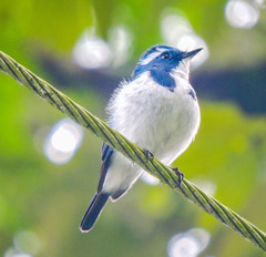 Ficedula superciliaris