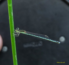 Agriocnemis lacteola