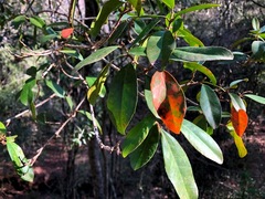 Croton acronychioides