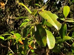 Croton acronychioides