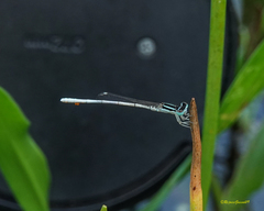 Agriocnemis lacteola