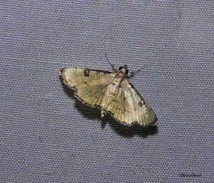 Goniorhynchus