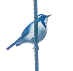 Ficedula superciliaris