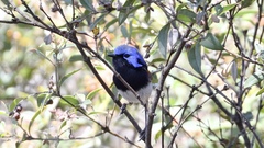 Malurus pulcherrimus