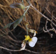 Crotalaria orientalis orientalis