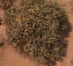 Leucosphaera bainesii