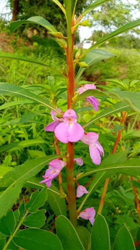 Rosy balsam