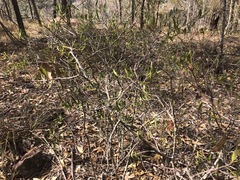 Denhamia cunninghamii