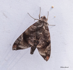 Acosmeryx pseudonaga