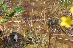 Juncus biglumis