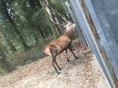 Cervus elaphus italicus
