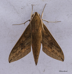 Theretra boisduvalii