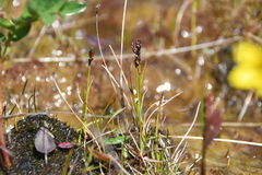 Juncus biglumis