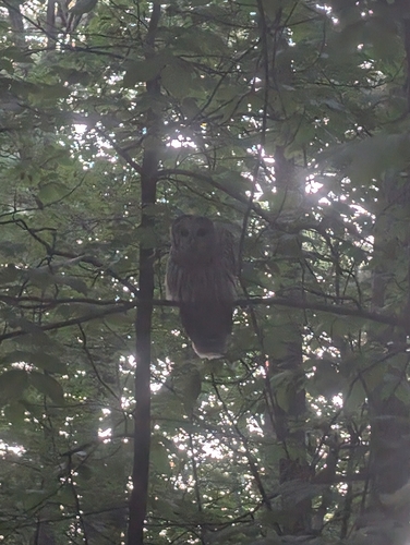 View observation of {o.common_name} on iNaturalist