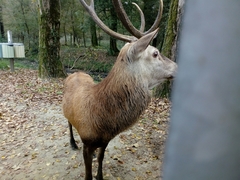 Cervus elaphus italicus
