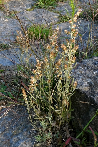 Caribbean purple everlasting (Gamochaeta antillana)