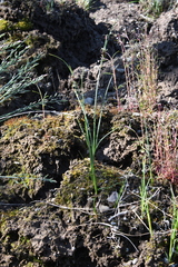 Juncus castaneus