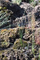 Juncus castaneus