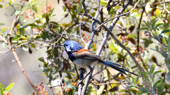 Malurus pulcherrimus