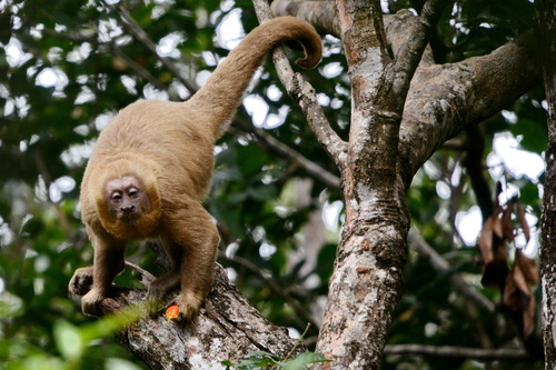 Blonde Capuchin
