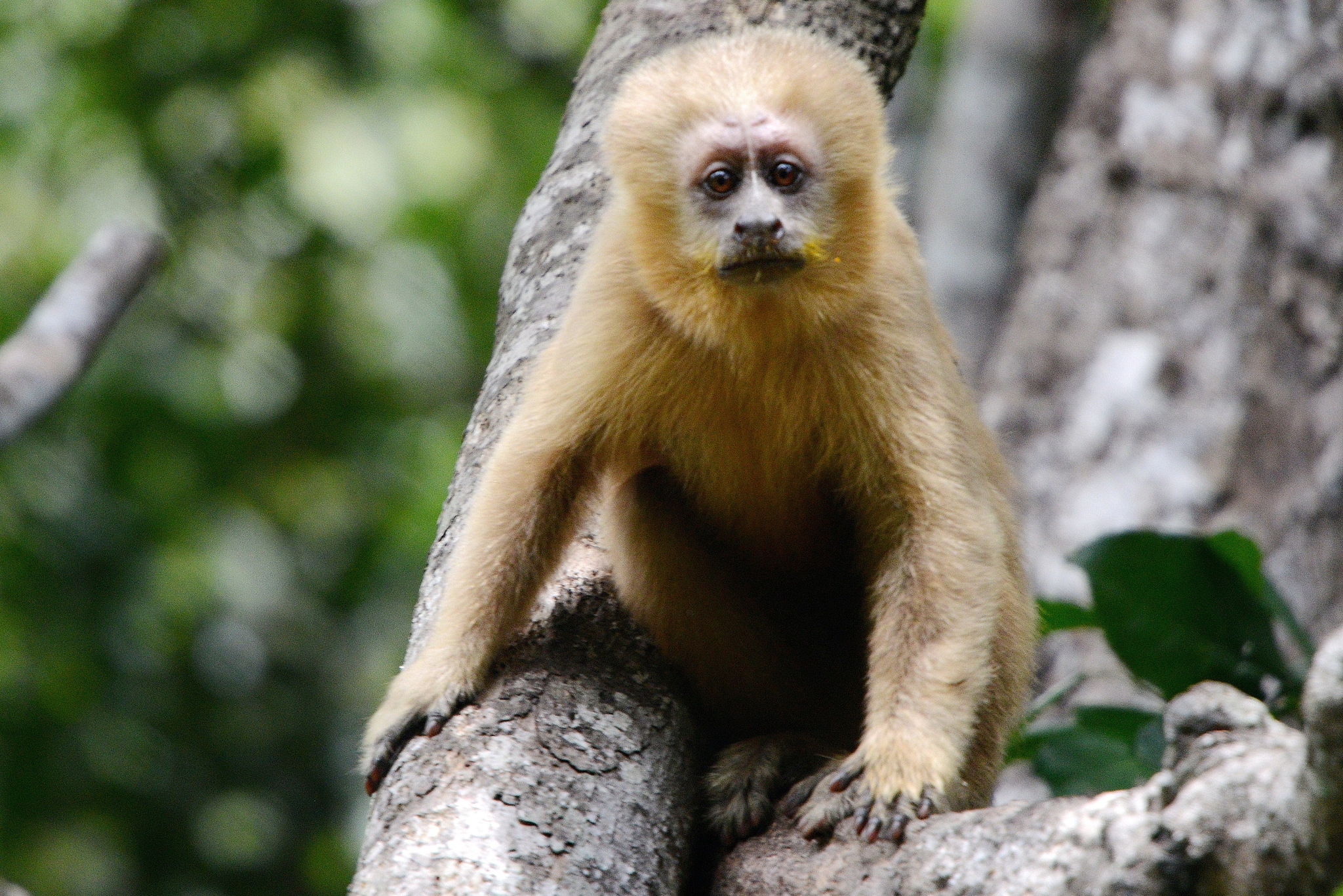 Macaco-prego-galego, Sapajus flavius, pertencente ao grupo de