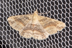 Scioglyptis lithenopa