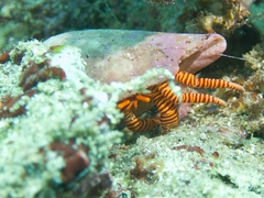 ベニワモンヤドカリ