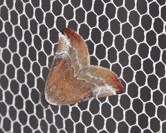 Mataeomera coccophaga