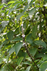 Chlorophytum glaucum