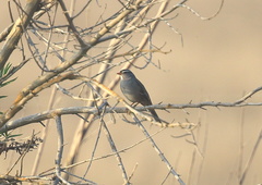 Zonotrichia leucophrys