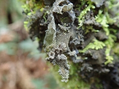 Leptogium coralloideum