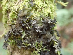 Leptogium coralloideum