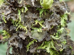 Leptogium coralloideum